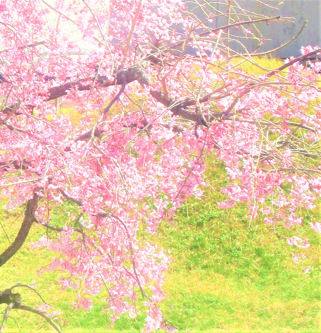 桜の木の下で日向ぼっこ