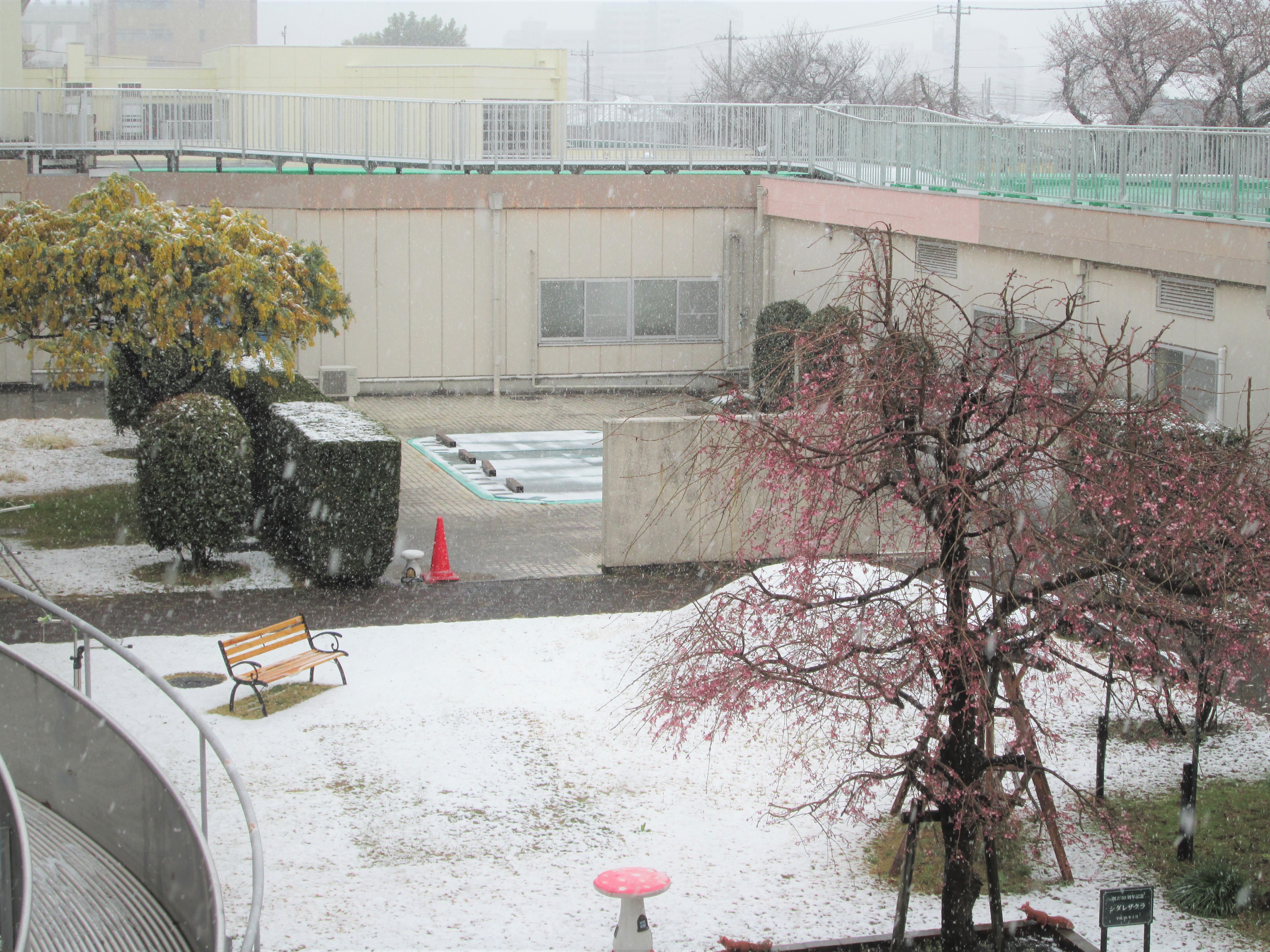 雪のち桜