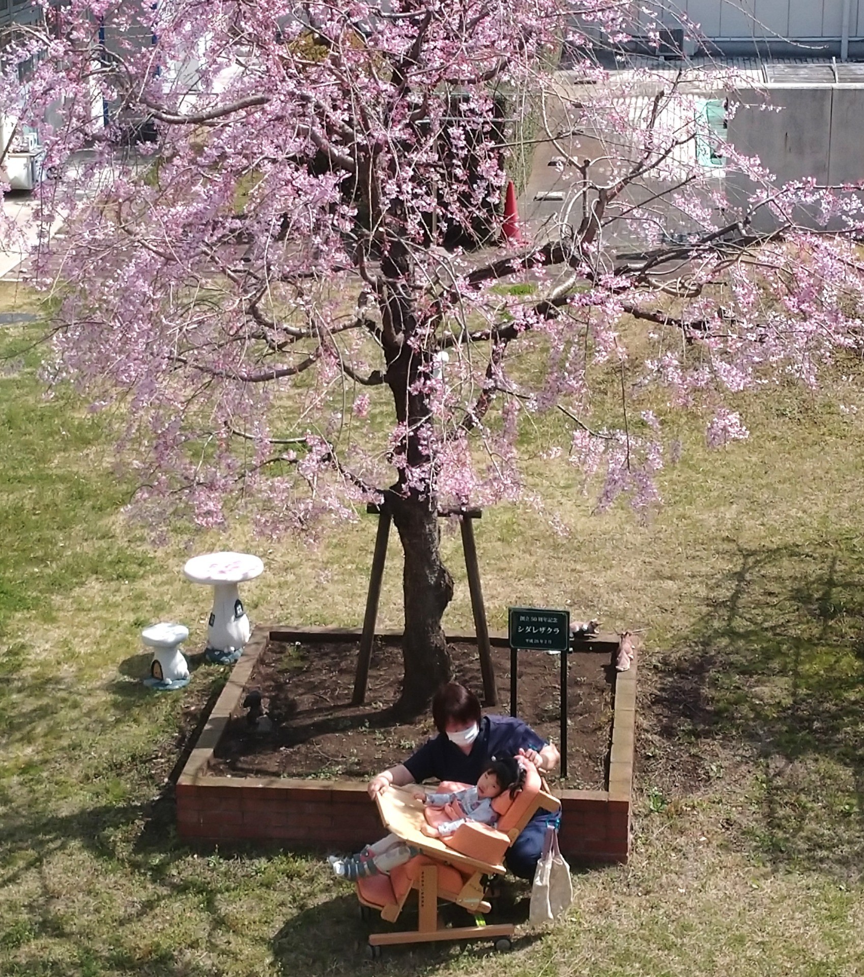 中庭の枝垂れ桜が見頃です♥