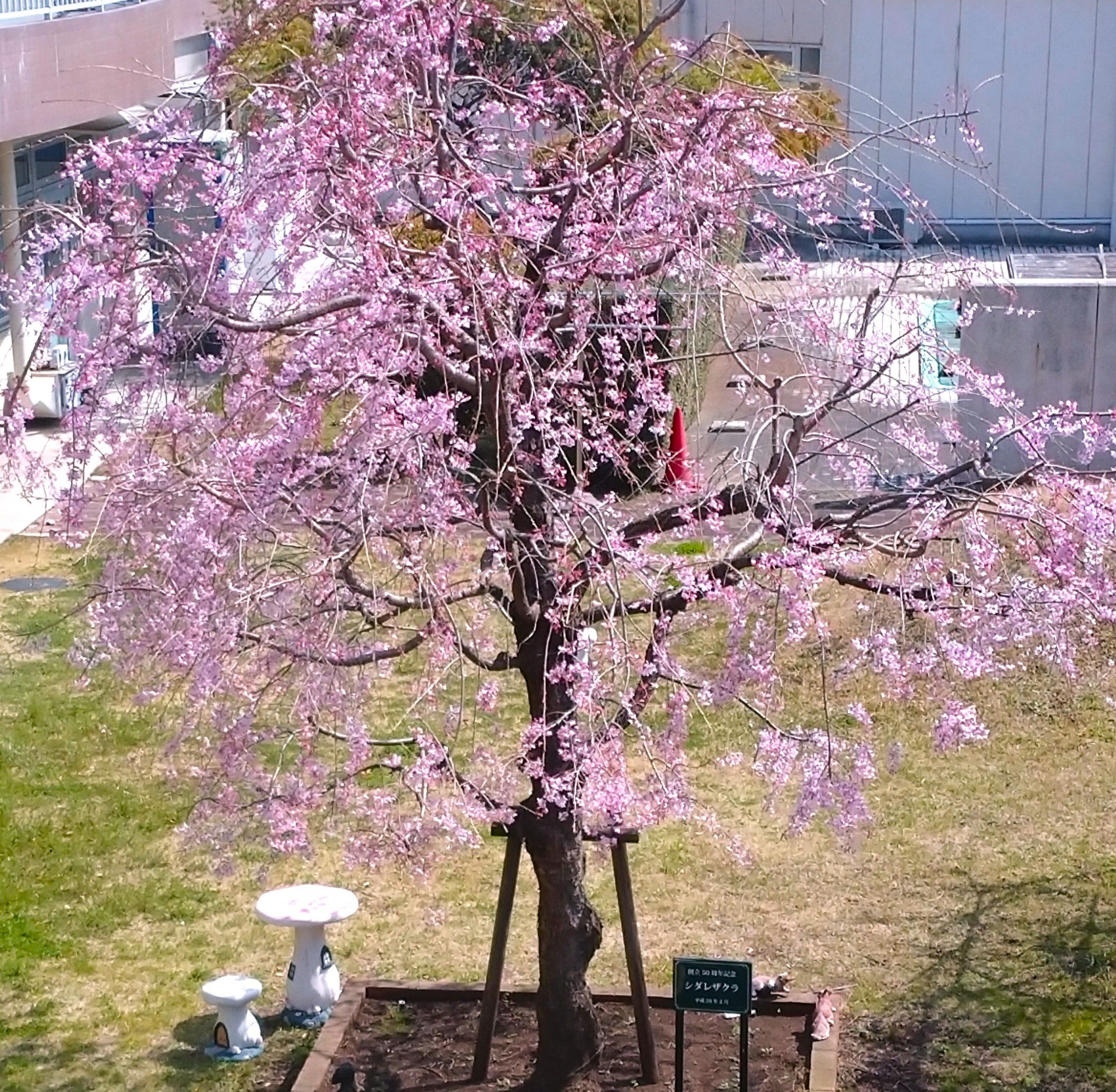 桜の開花とともに🌸🌸🌸