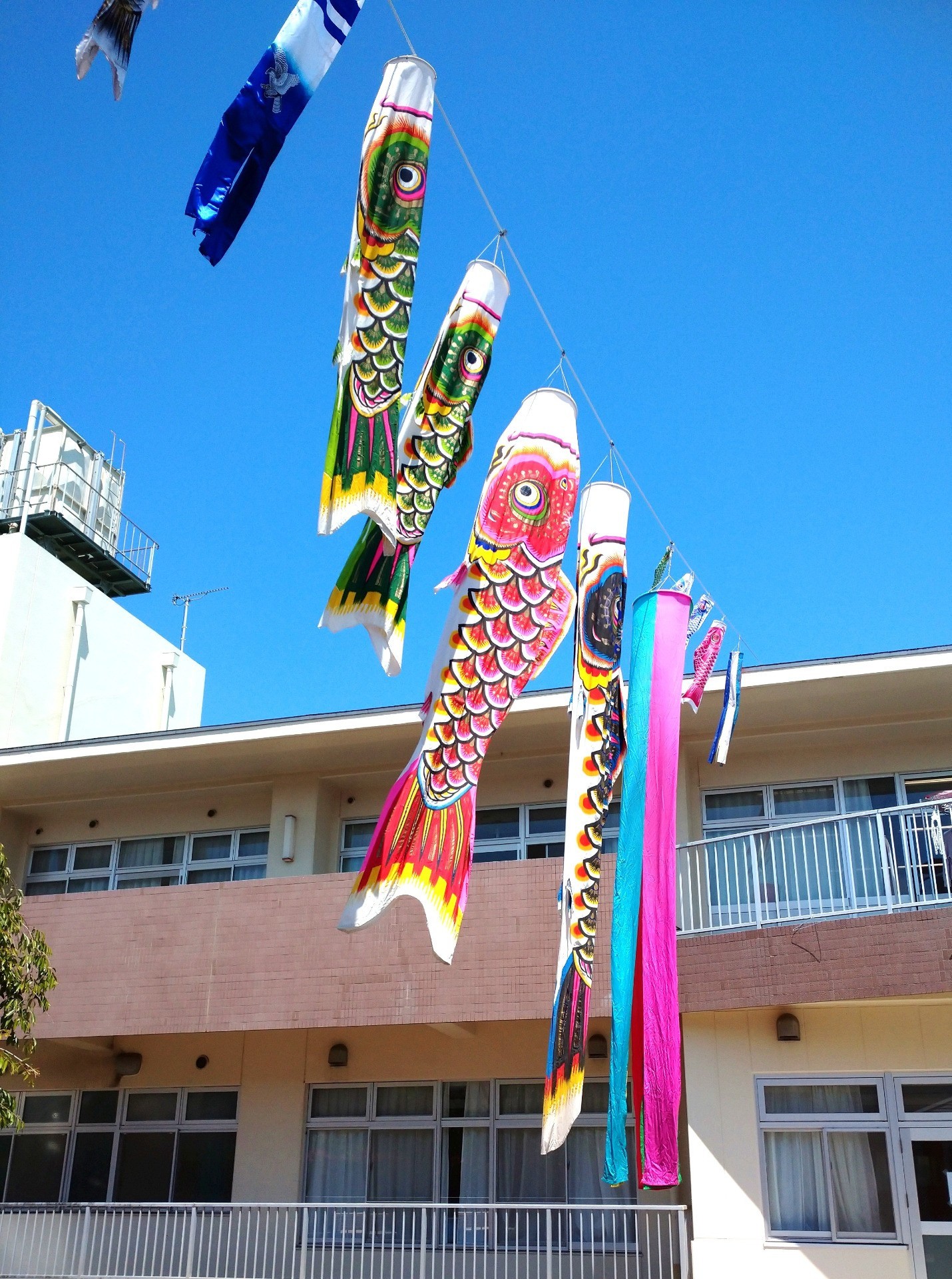 五月に向けて、鯉のぼり🌞