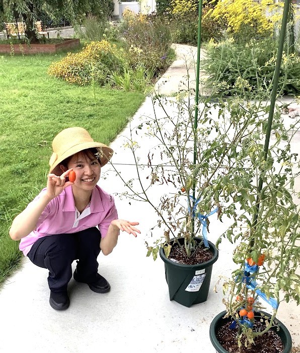 🍅ミニトマトの収穫